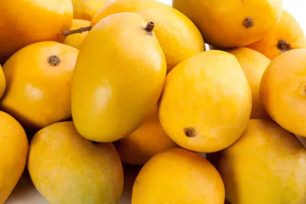 Different Types of Popular Mango Varieties in India That You Should Try!
