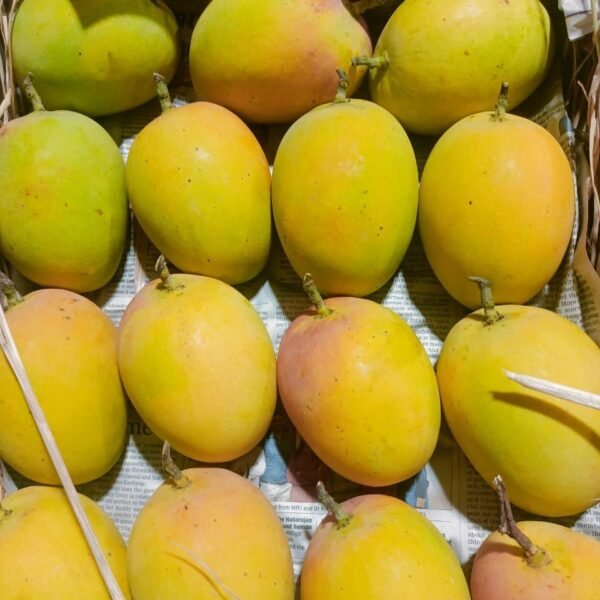 Authentic Devgad Alphanso Mangoes - Image 4