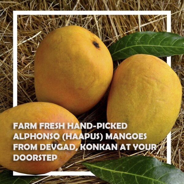 Authentic Devgad Alphanso Mangoes - Image 2